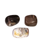 Pierres roulées Bois fossilisé