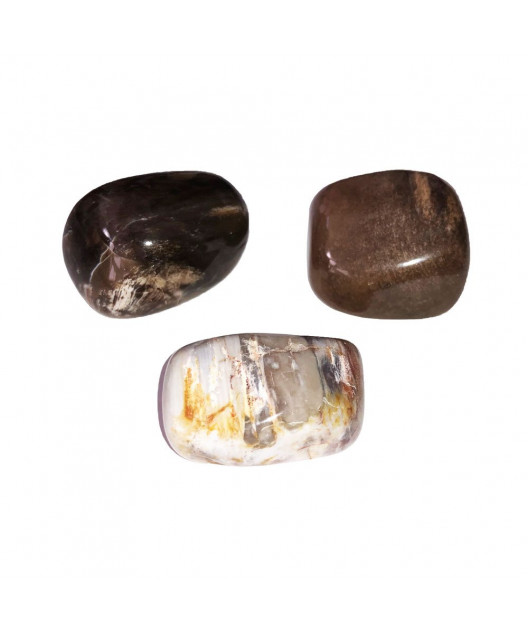 Pierres roulées Bois fossilisé
