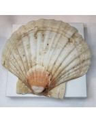 Coquille Saint Jacques