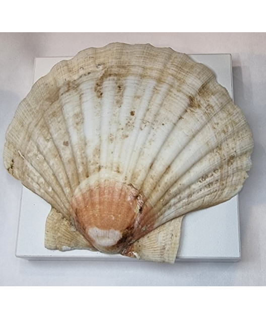 Coquille Saint Jacques