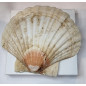 Coquille Saint Jacques