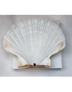Coquille Saint Jacques