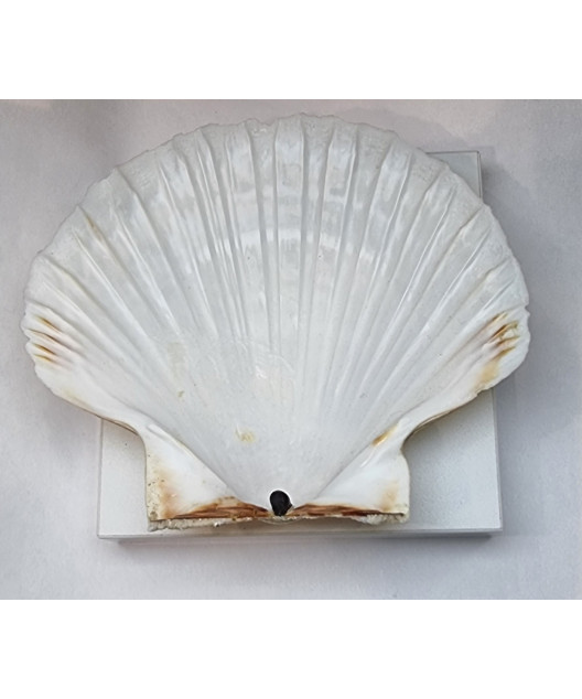 Coquille Saint Jacques