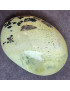 Galet Chrysoprase citron ( pierre roulée)