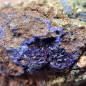 Pierre brute Azurite A+