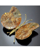 Papillon Ammonite corps laiton Taille XXL