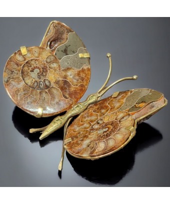 Papillon Ammonite corps laiton Taille XXL