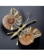 Papillon Ammonite corps laiton Taille M