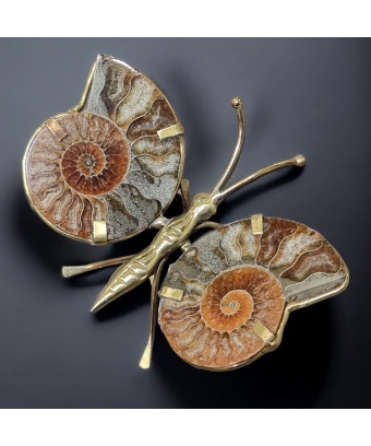 Papillon Ammonite corps...