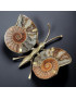 Papillon Ammonite corps laiton Taille M
