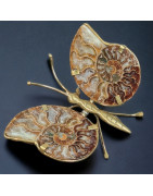 Papillon Ammonite corps laiton Taille XL