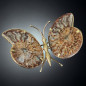 Papillon Ammonite corps laiton Taille XXL