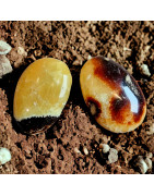 Galet Septaria
