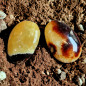 Galet Septaria