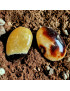 Galet Septaria