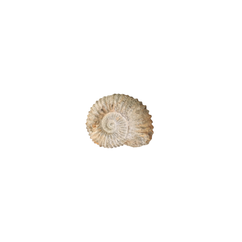 Ammonite