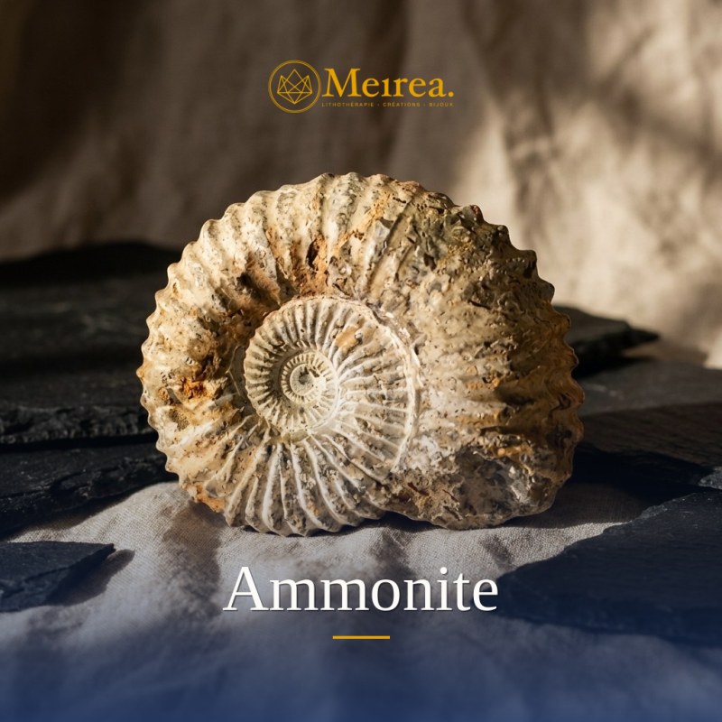 Ammonite