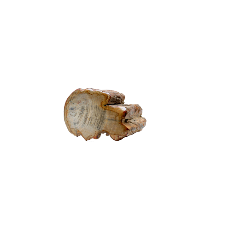 Bois Fossilisé